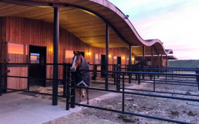 Une journée d’apprentissage facilitée par les chevaux pour l’ADP, l’Association des Professionnels RH.