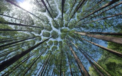 Un semis de « MIEUX VIVRE ENSEMBLE », le Process Communication Model®
