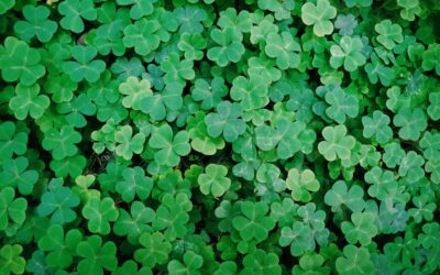 L’éclosion du VERT nous met en joie