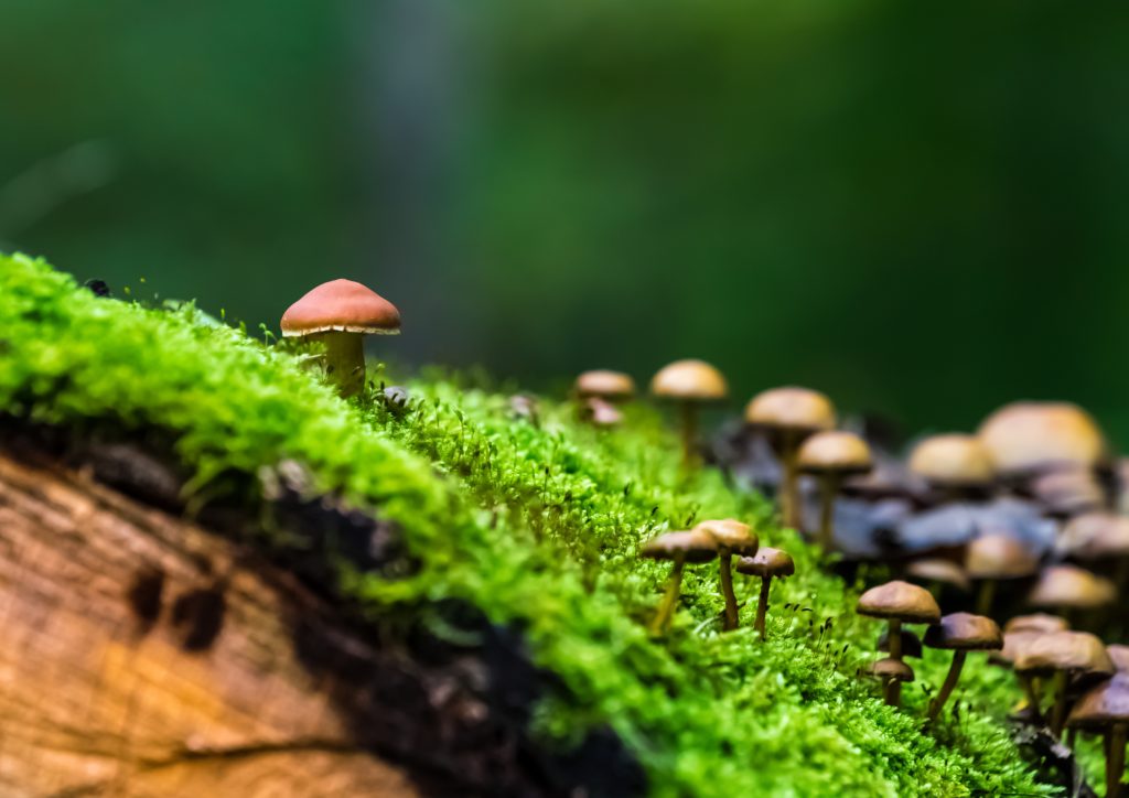 champignon filaments nature télétravail sensink