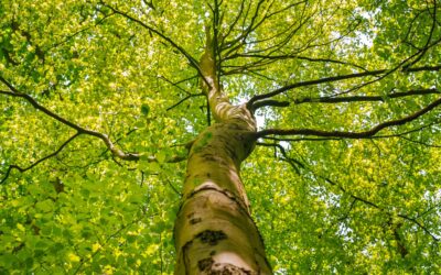 Nos arbres… des experts en télétravail. Chez eux, le télétravail rime avec «soin du Vivant». Chez nous, cela a fait poussé les 4 arbres Seedessence®, un canevas solide à découvrir…
