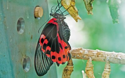 Ne plus jamais laisser nos ailes au vestiaire parce que le monde a besoin de notre singularité.