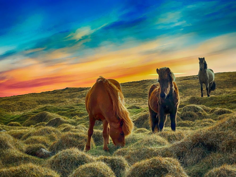 Quand un cheval murmure l&rsquo;équinoxe des liens à l&rsquo;oreille des entreprises&#8230;