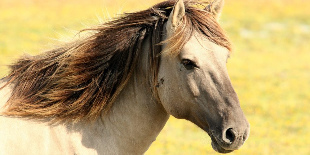 Notre prochain workshop d’apprentissage facilité par les chevaux au service des Coachs en transition.