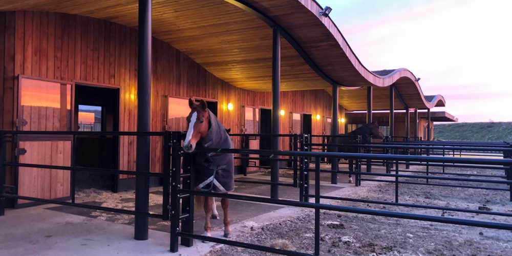 Une journée d’apprentissage facilitée par les chevaux pour l’ADP, l’Association des Professionnels RH.